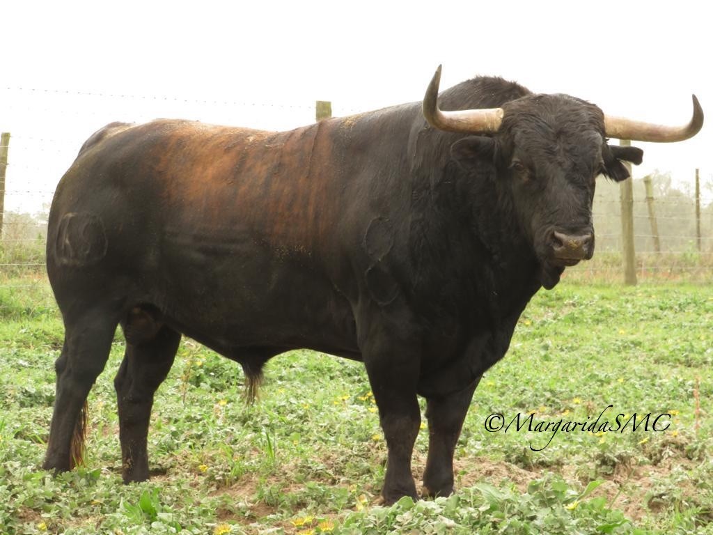 Dr António Silva.jpeg