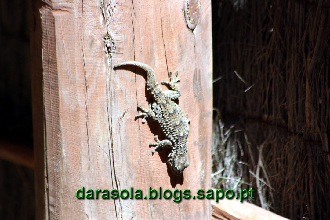 Maresmas_Isla_Canela_03.JPG Maresmas_Isla_Canela_03.JPG