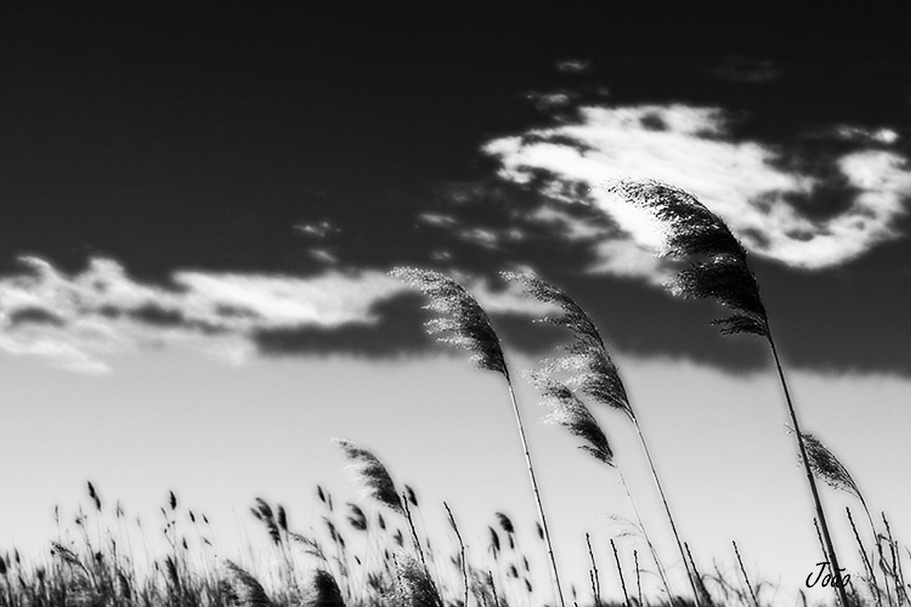 soprando-no-vento_fin2.jpg soprando-no-vento_fin2.jpg