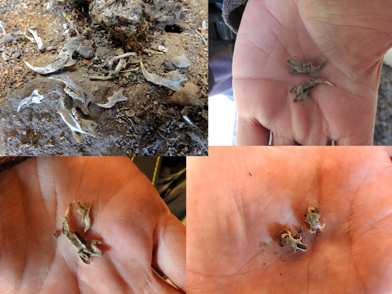 Coruja-das-torres (Tyto alba)