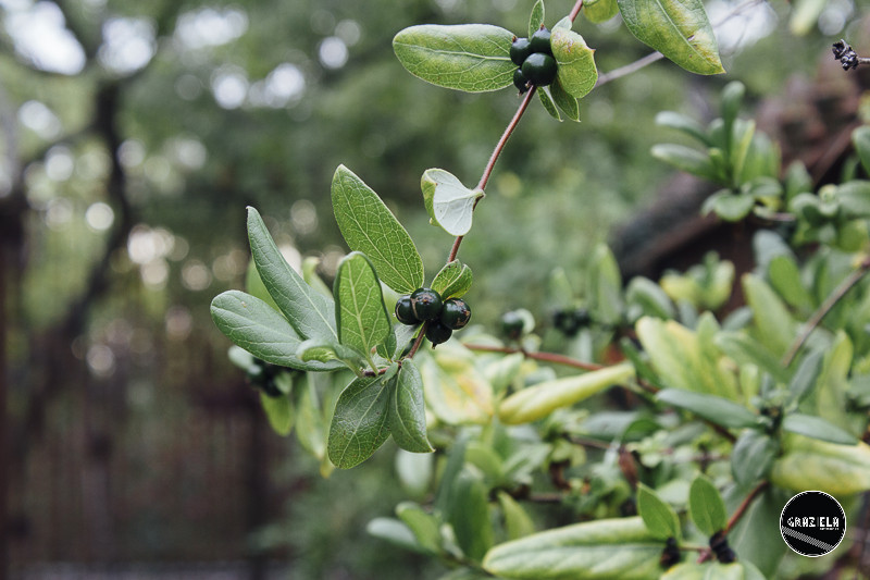 Tapada_da_Ajuda_Lisboa-001499.jpg Tapada_da_Ajuda_Lisboa-001499.jpg