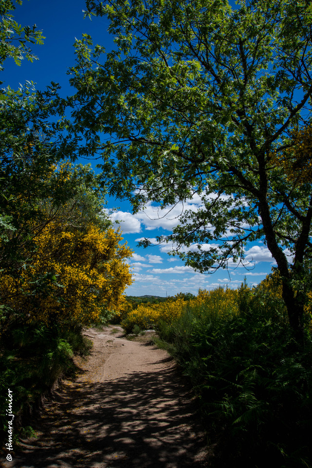 16.- Vagueando pela Montanha.jpg