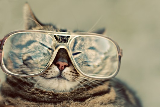 gatinho-oculos-tumblr-salvepet-brunih.jpg