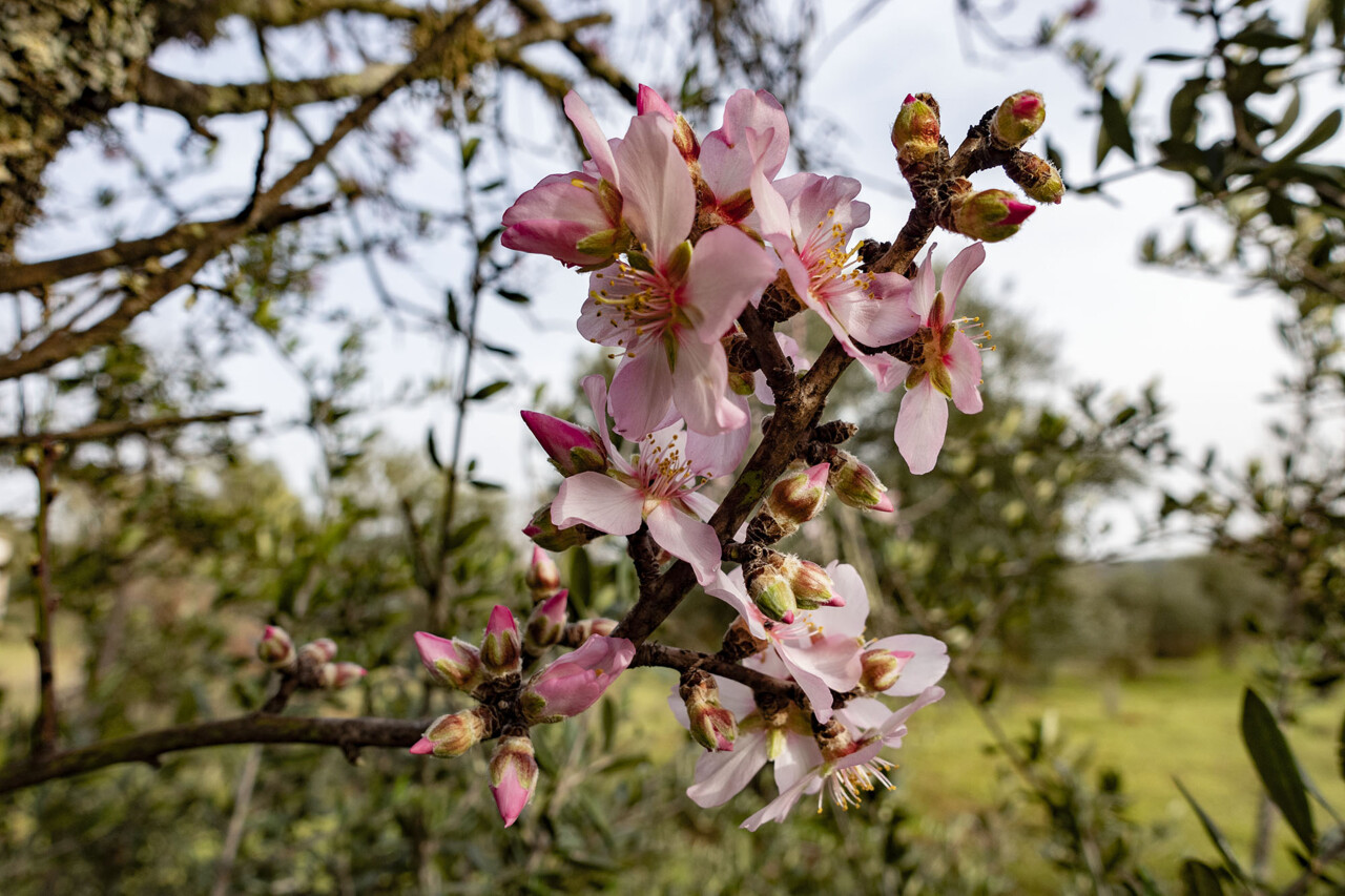 Flor de Amendoeira algarve.jpg
