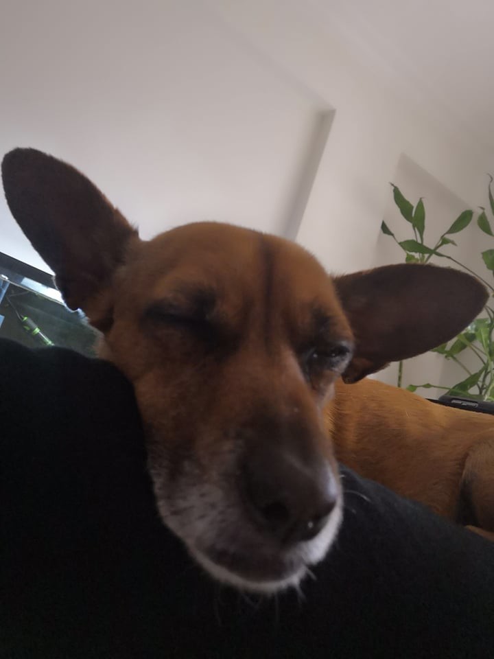 ginjas de quarentena.jpg