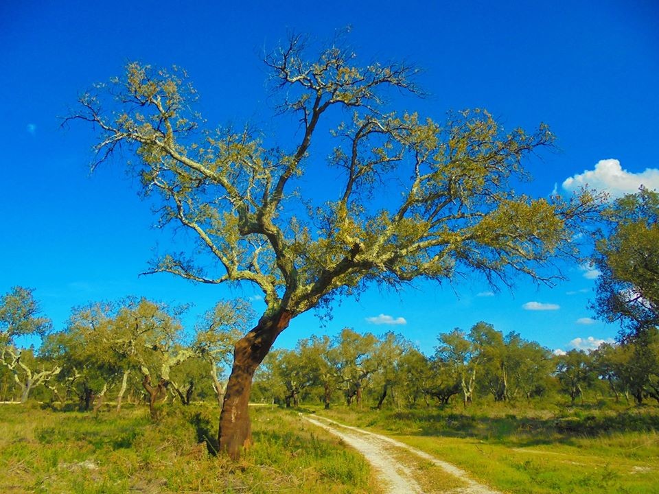 89427505_2888927601145485_822984178512429056_o.jpg 89427505_2888927601145485_822984178512429056_o.jpg