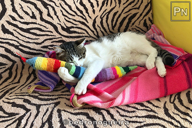 Jul_2019_087a 650px.jpg