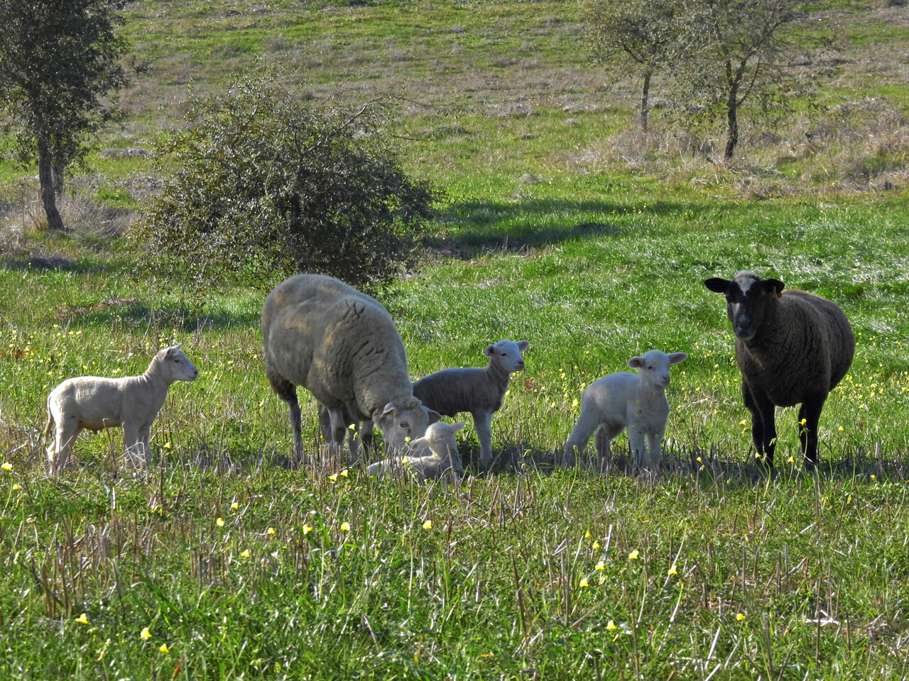 Monte do Caeiro - Cercal do Alentejo (24-12-2024)