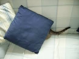 Unknown.jpeg Unknown.jpeg