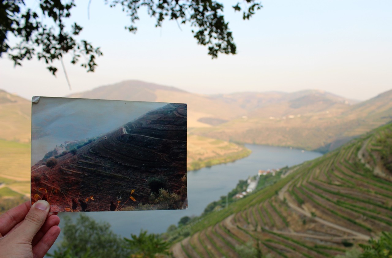 Quinta das Carvalhas - Real Companhia Velha