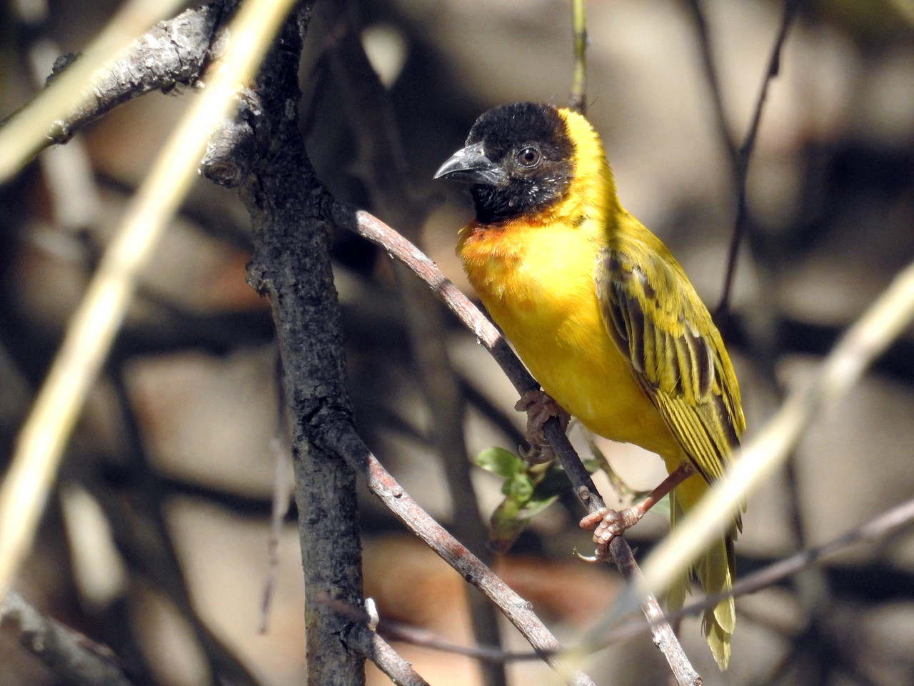 Tecelão-de-cabeça-preta (Ploceus melanocephalus)