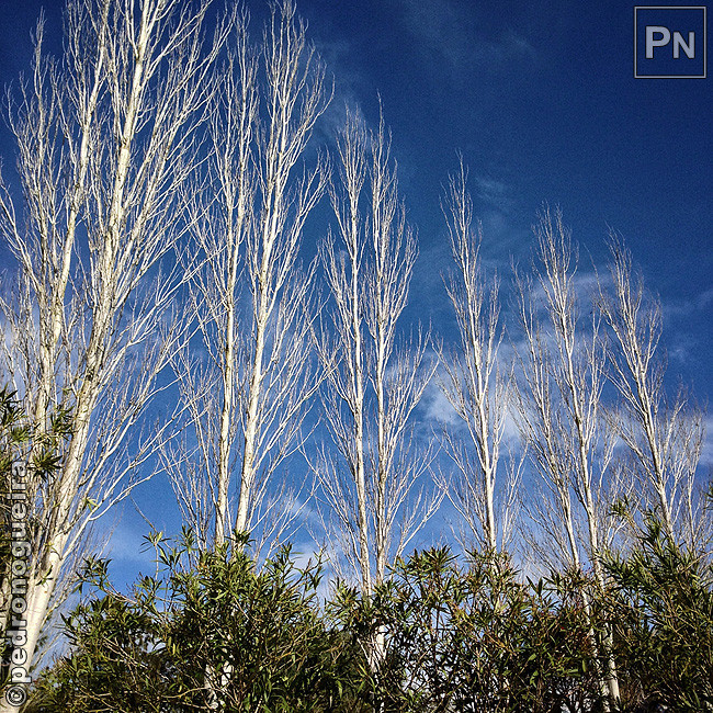 Mar_2017_047a 650px.jpg Mar_2017_047a 650px.jpg