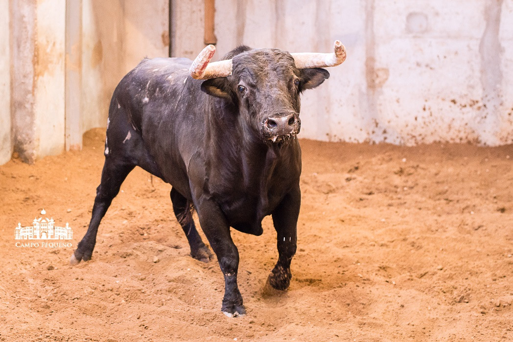 Vanagloria - Preto Bragado Corrido - Abr-12 - 159 