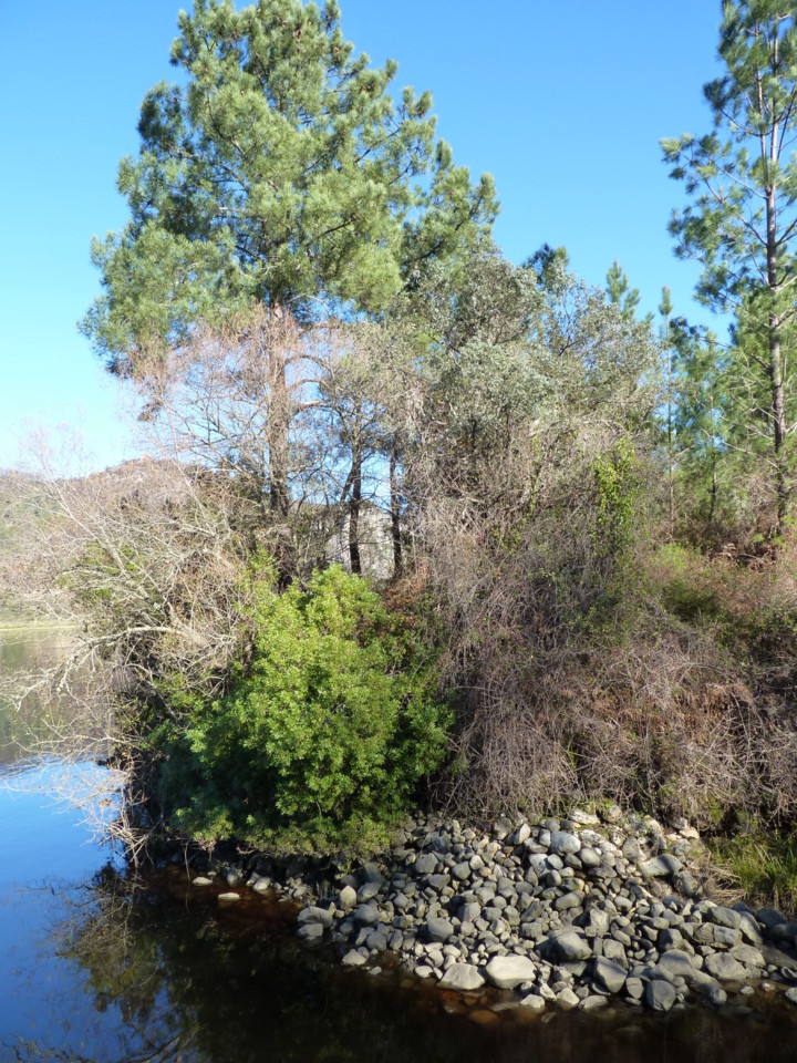 Conhal (9).jpeg Conhal (9).jpeg