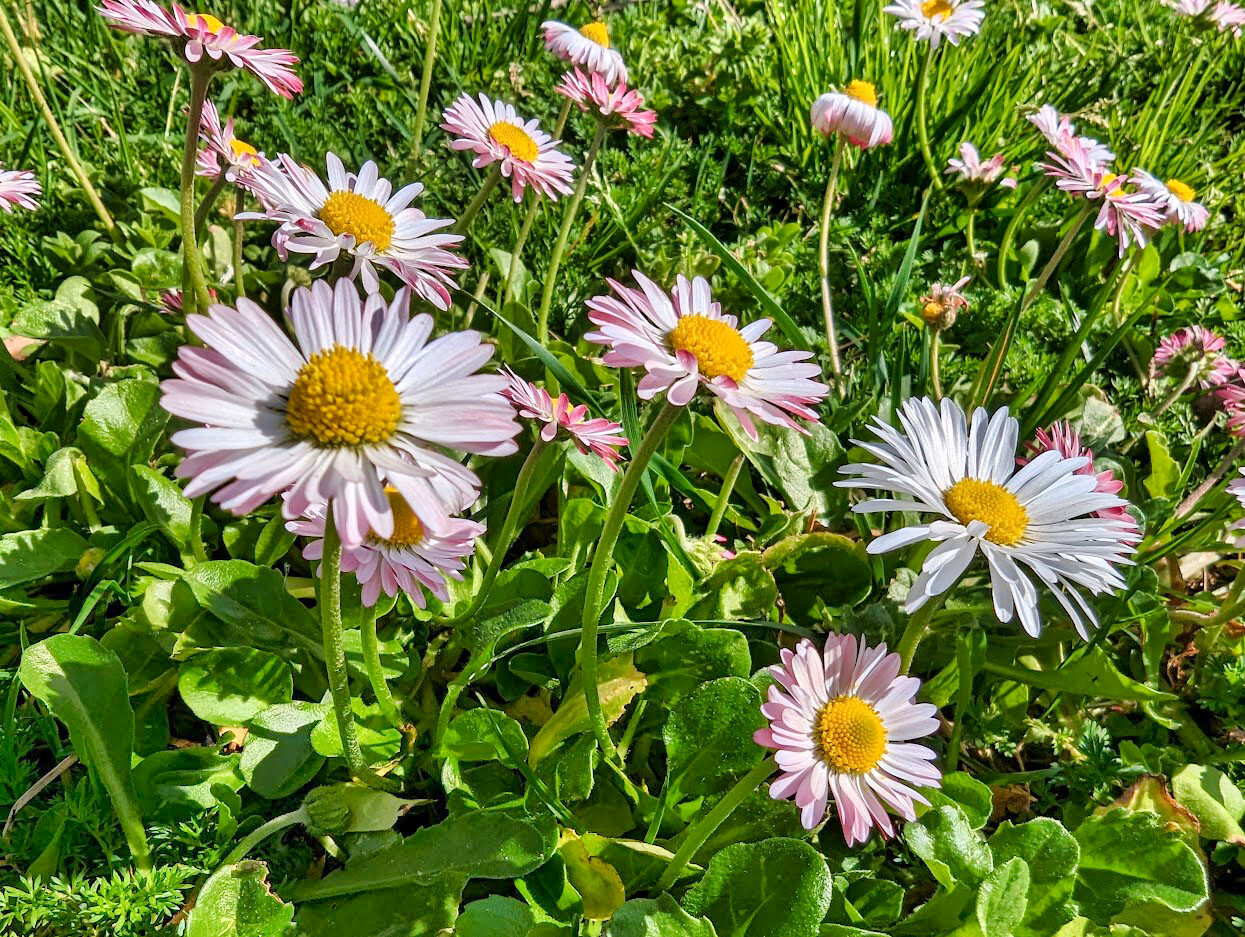 Maragarida parque de vilar 2.jpg