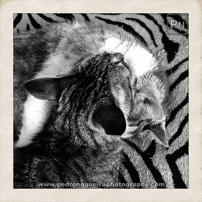 Jan_2016_010a 650px Jan_2016_010a 650px