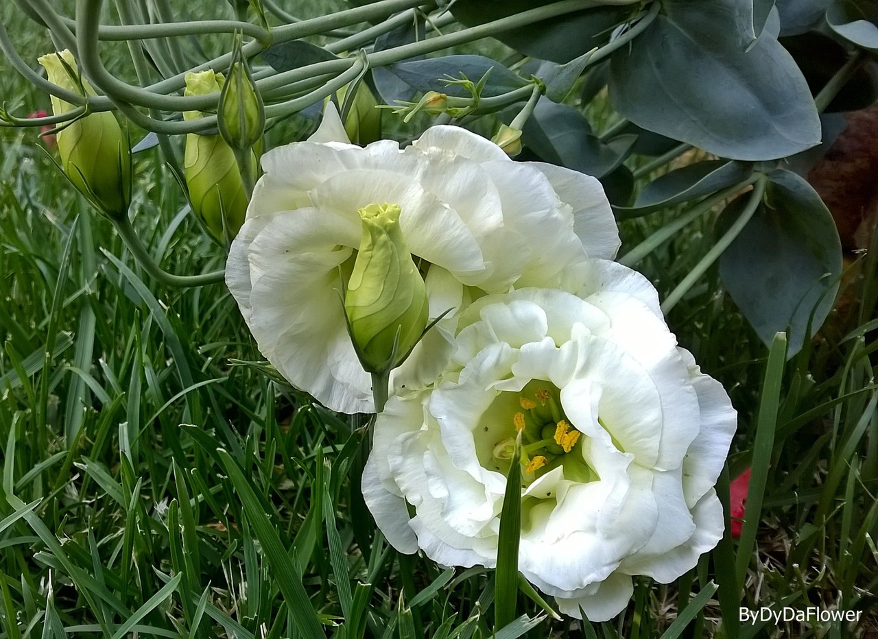 NÃO SÃO ROSAS NÃO.jpg NÃO SÃO ROSAS NÃO.jpg