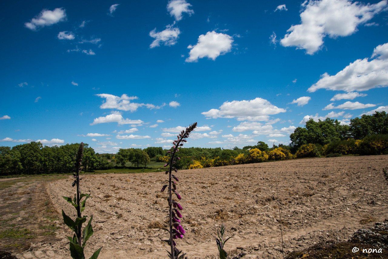 30.- Vagueando pela Montanha.jpg
