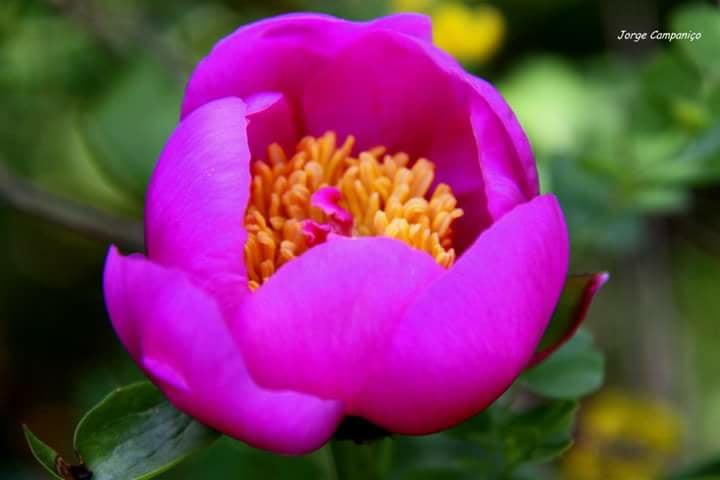 31518801_887196874786040_7481325910196610374_n.jpg 31518801_887196874786040_7481325910196610374_n.jpg