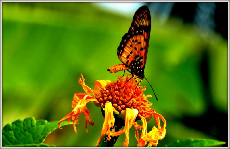 IMG_2681 borboleta.jpg