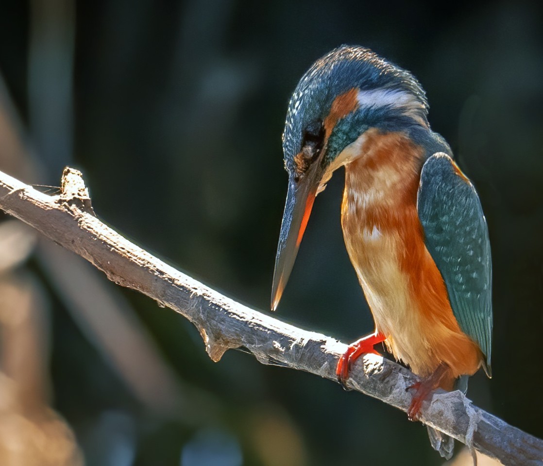 121335229_1674910289343282_9017337966546274246_o.j 121335229_1674910289343282_9017337966546274246_o.j