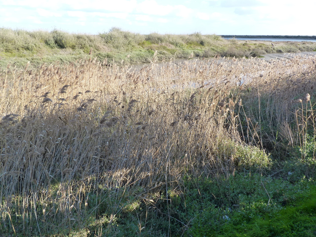 Parque Linear Ribeirinho do Estuário do Tejo (23)