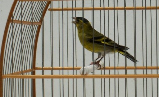 passaro_na_gaiola.jpg passaro_na_gaiola.jpg