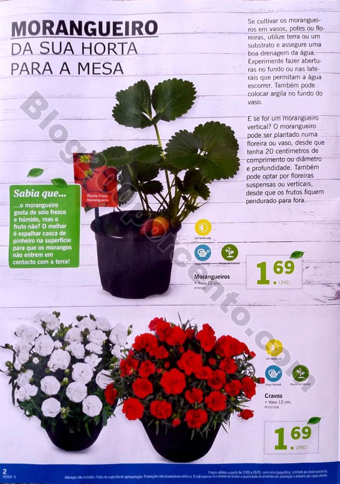 mercado plantas lidl_2.jpg
