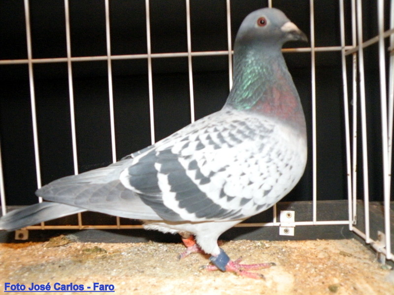 Feira Ibérica Beja 2018 044.JPG Feira Ibérica Beja 2018 044.JPG