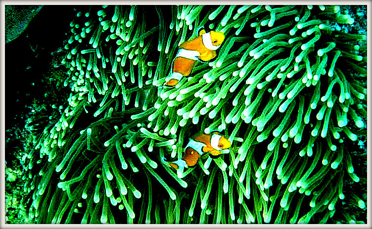 peixe 3a 2 peixes.jpg