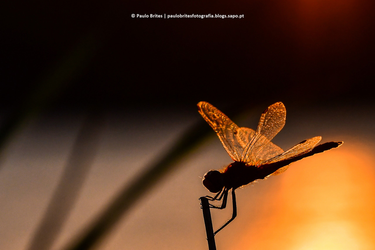 DSC_11288-1-2.jpg DSC_11288-1-2.jpg