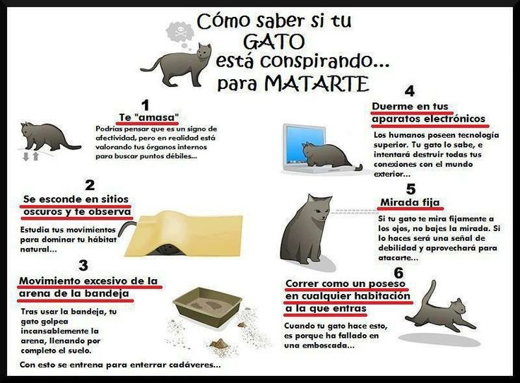 Gato-matar.jpg