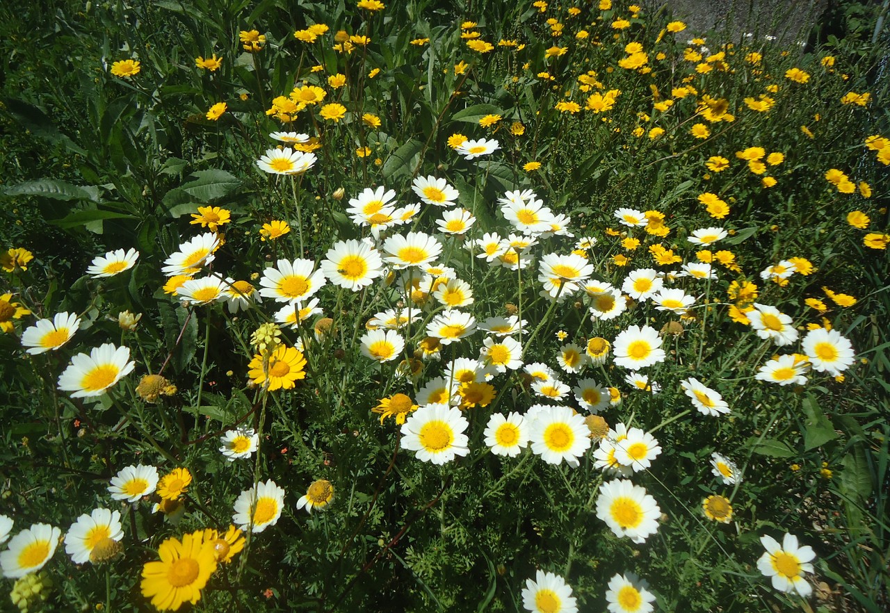 DSC05989.JPG DSC05989.JPG