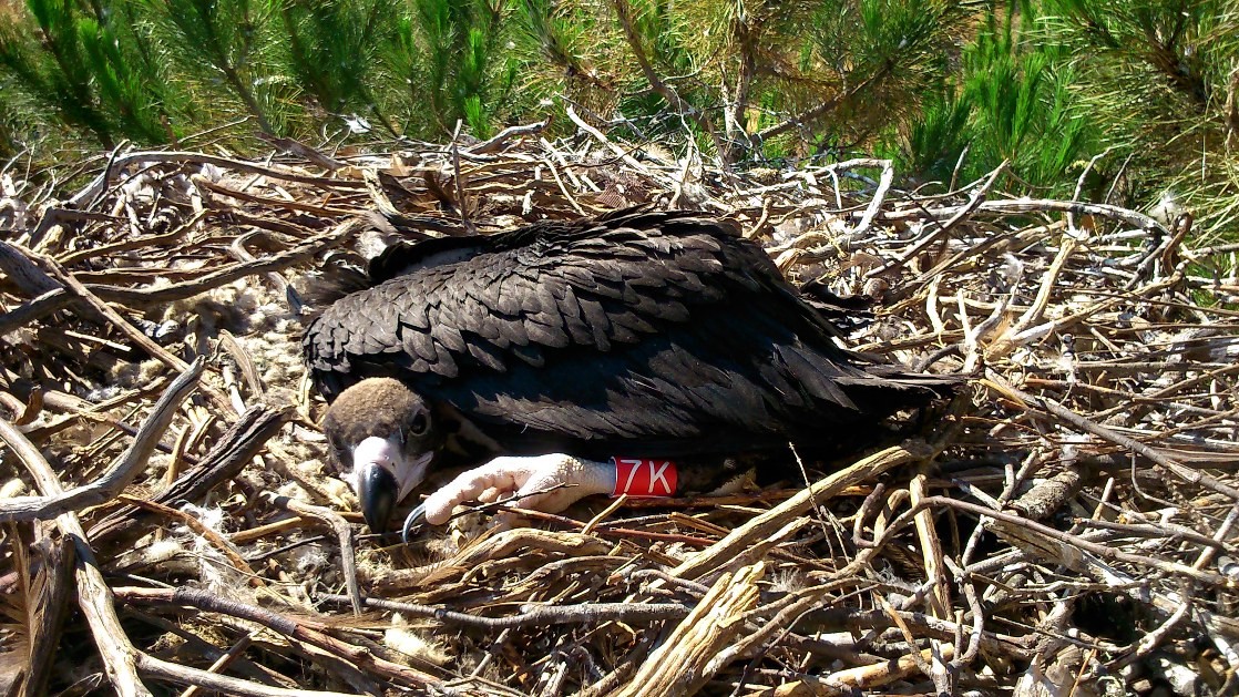 Cria_Abutre_preto_C_Pacheco.JPG Cria_Abutre_preto_C_Pacheco.JPG