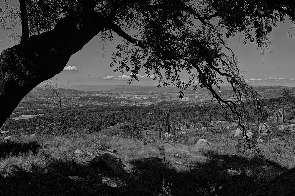 DSC_0041 - Cópia.JPG