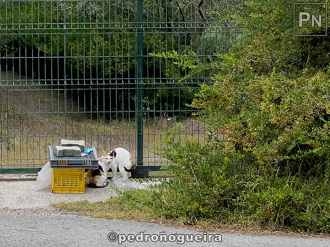 Jul_2024_016 650px.jpg