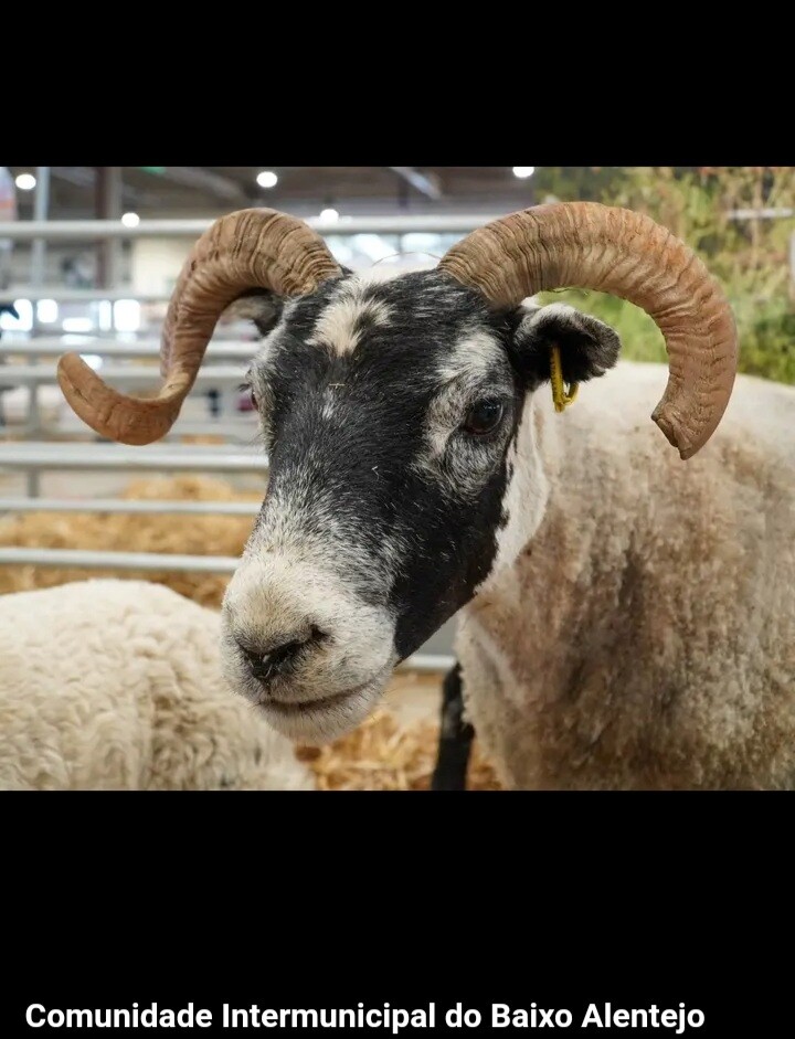 Screenshot_20240501-010854_Samsung Internet.jpg