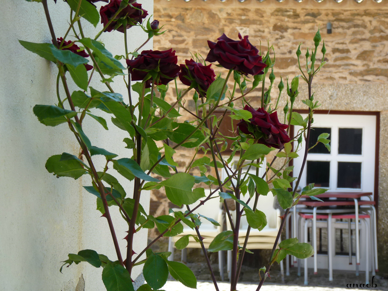 Idanha-a-Velha (42) rosas.jpg