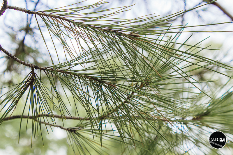 Tapada_da_Ajuda_Lisboa-001456.jpg Tapada_da_Ajuda_Lisboa-001456.jpg