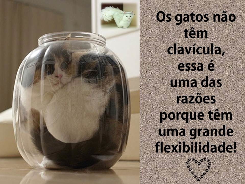 gatosliquidos.jpg gatosliquidos.jpg