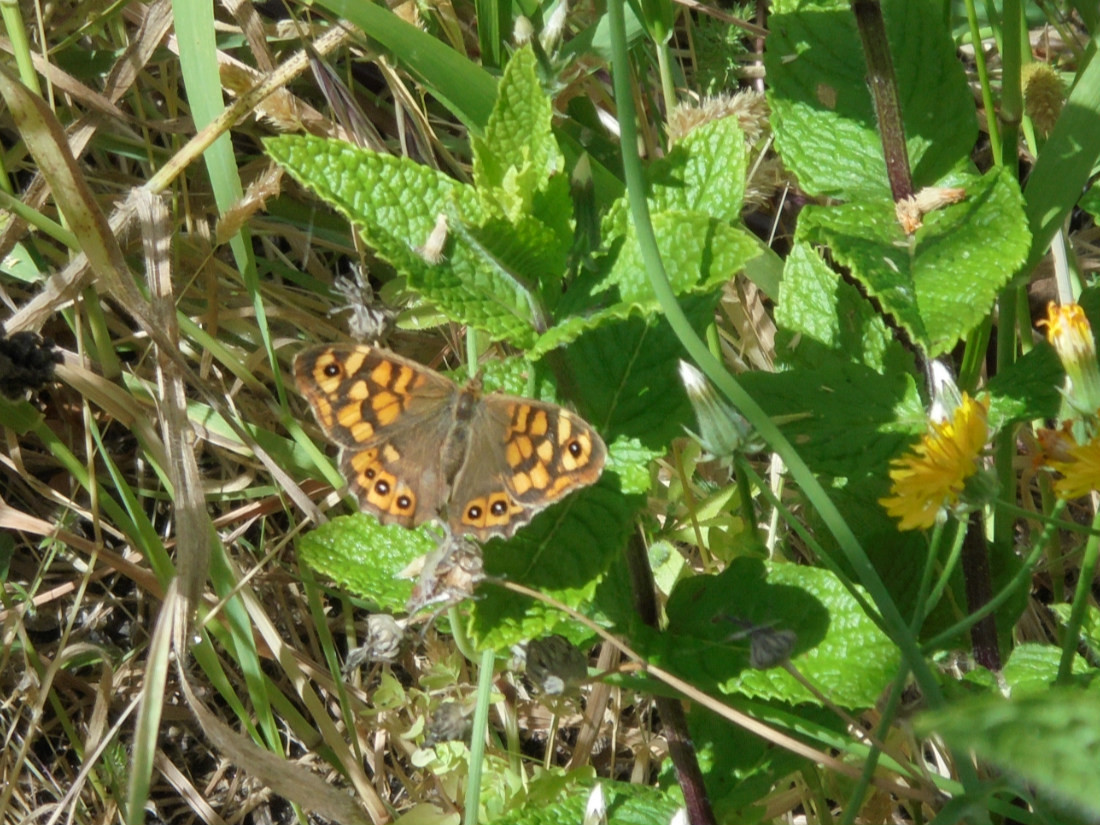 borboleta.jpg