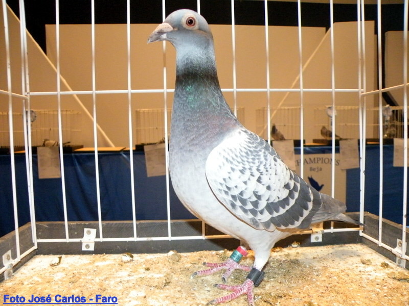 Feira Ibérica Beja 2018 053.JPG Feira Ibérica Beja 2018 053.JPG