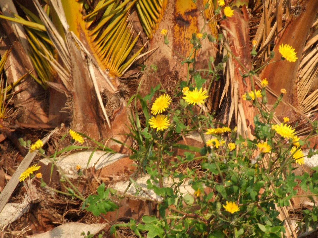 11090898_10200354907151828_1763389570392742167_o.j