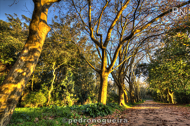 _MG_3682_86 650px.jpg