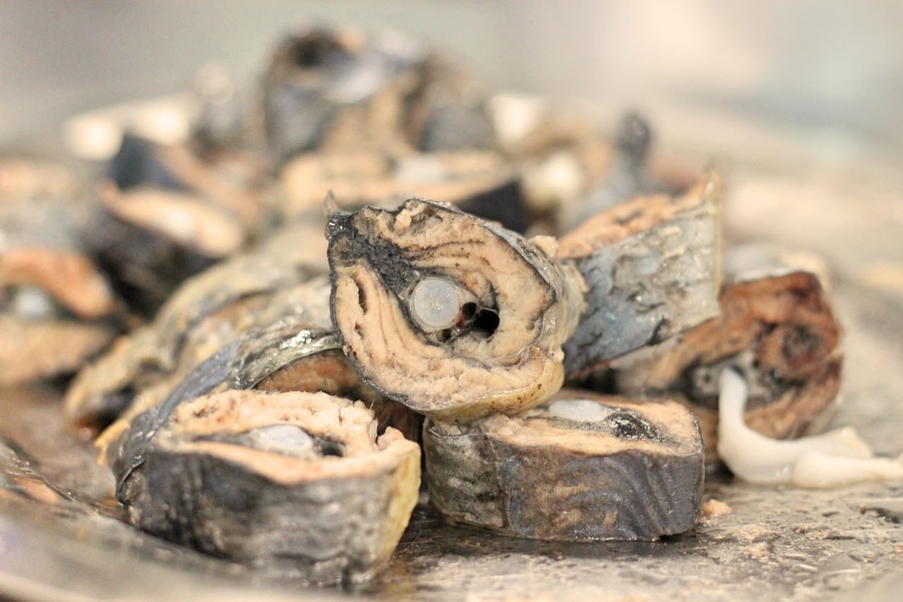 Ensaios sobre a Lampreia do Rio Minho