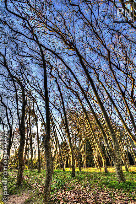 _MG_3671_75 650px.jpg