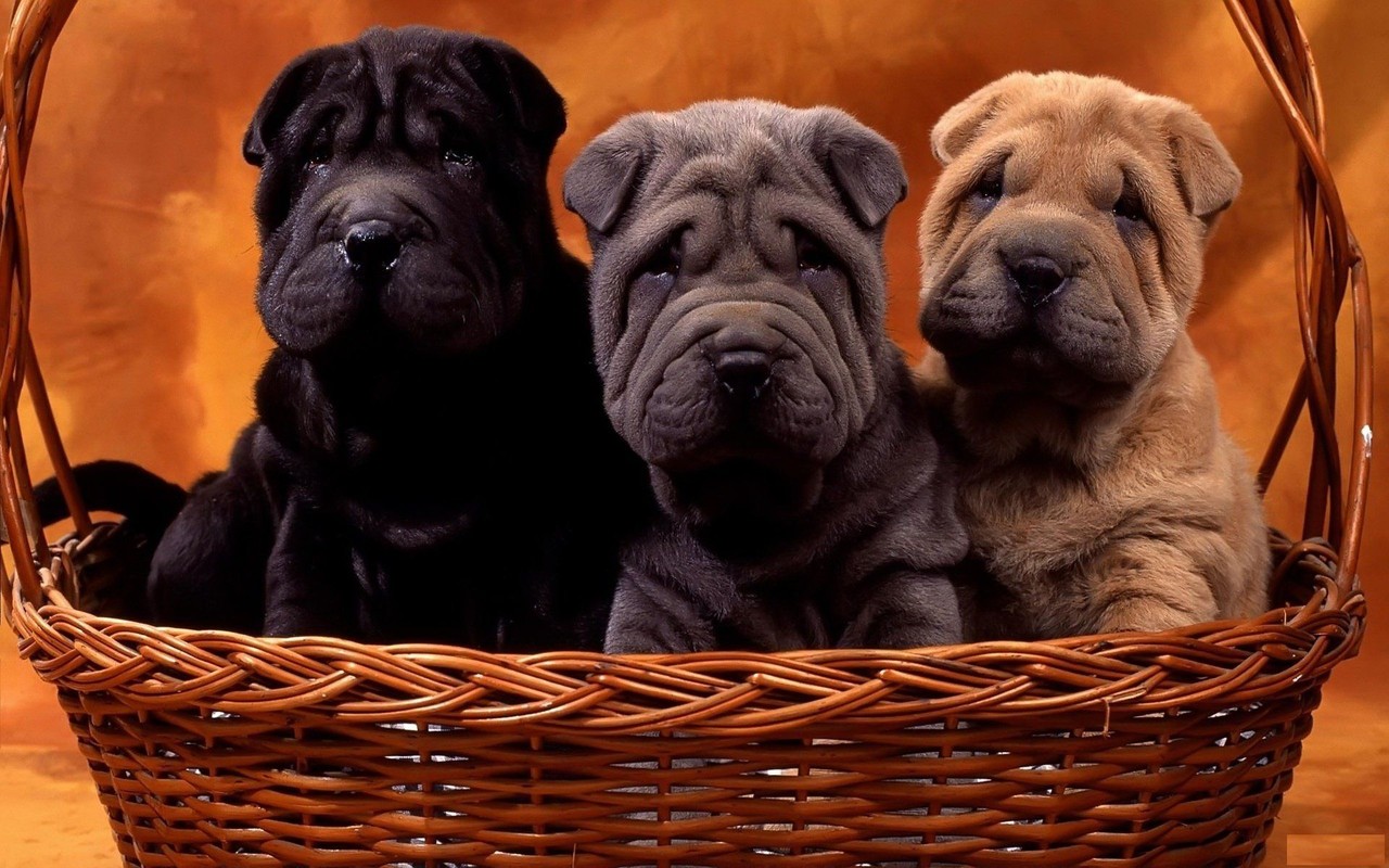shar-pei dogs cães cão chien wallpaper cachorro imagem de fundo