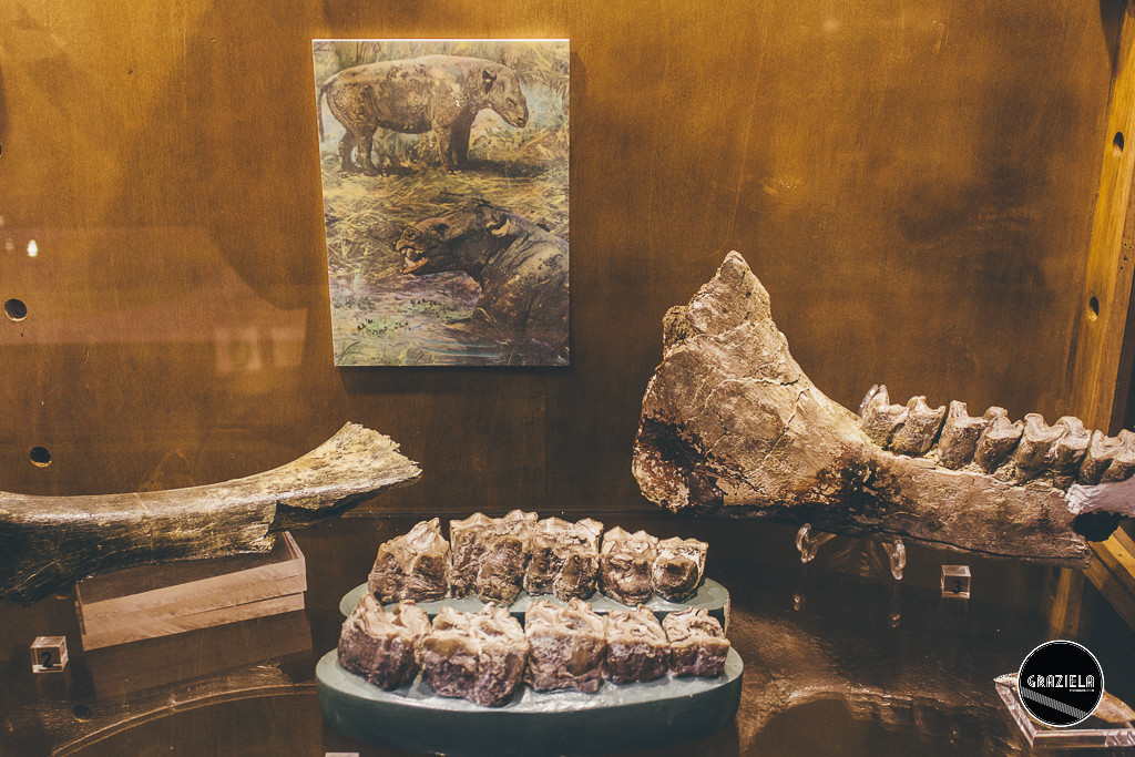 Museu_Geologico_de_Lisboa-016993.jpg