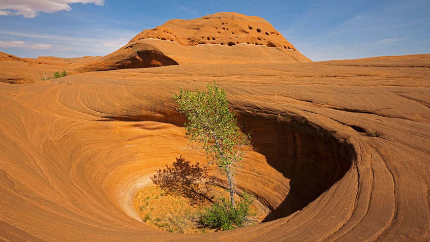 Árvore em rocha.jpg