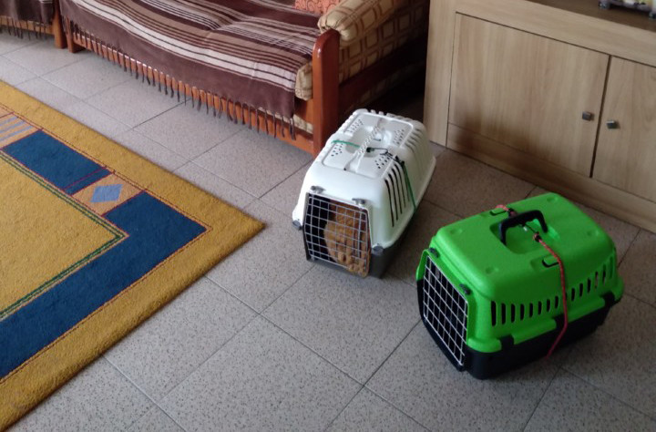 transportadoragatos.jpg transportadoragatos.jpg